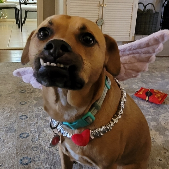 Meet your Posher, Laurie - Picture 1 of 1